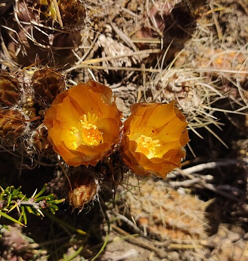 Austrocactus hibernus: Austrocactus hibernus in Chile
