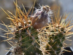 Austrocactus hibernus: Austrocactus hibernus