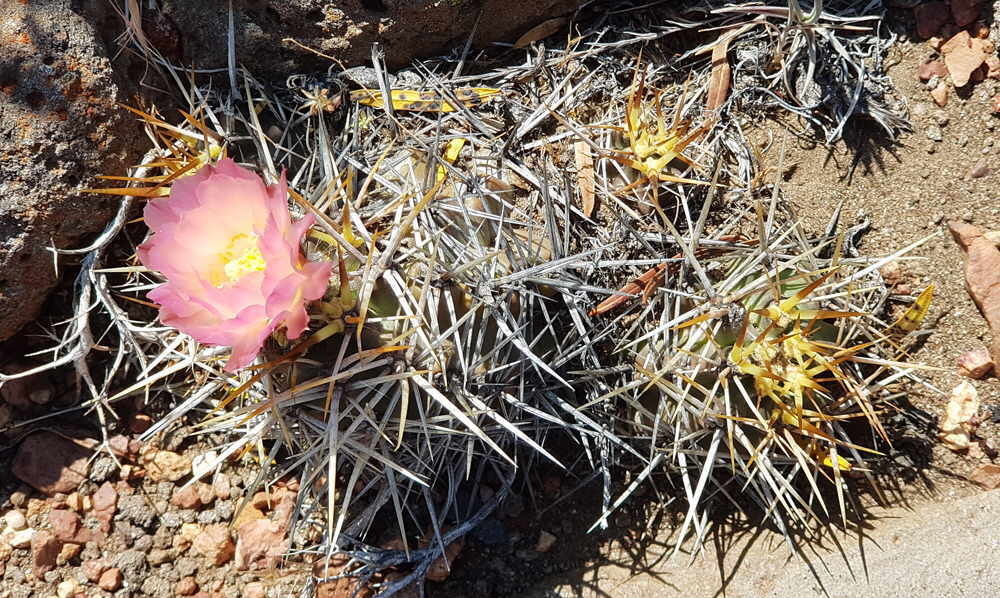 Austrocactus longicarpus (Austrocactus longicarpus)