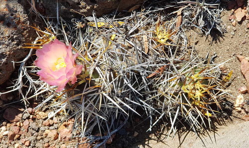 Austrocactus longicarpus (Austrocactus longicarpus)