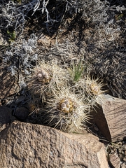 Austrocactus longicarpus (Austrocactus longicarpus)