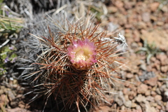 Austrocactus longicarpus (Austrocactus longicarpus)