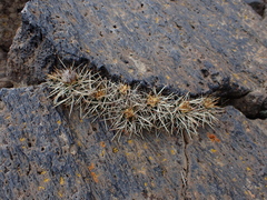 Austrocactus longicarpus (Austrocactus longicarpus)