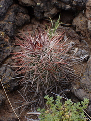 Austrocactus longicarpus (Austrocactus longicarpus)