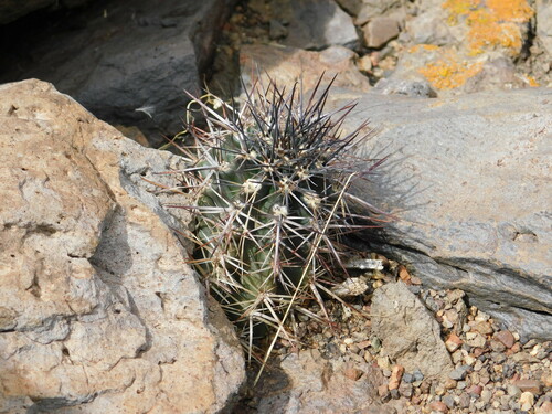 Austrocactus longicarpus (Austrocactus longicarpus)