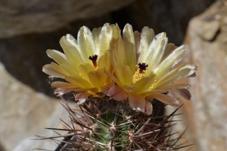 Austrocactus philippii: Flor Austrocactus philippii