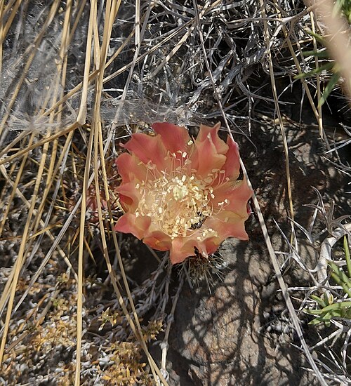 Austrocactus spiniflorus: Austrocactus spiniflorus in Chile