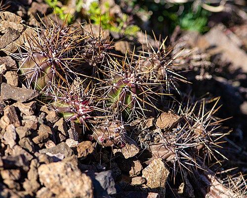 Austrocactus spiniflorus: Austrocactus spiniflorus in Chile