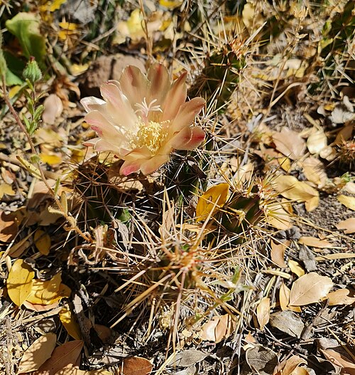 Austrocactus spiniflorus: Austrocactus spiniflorus in Chile