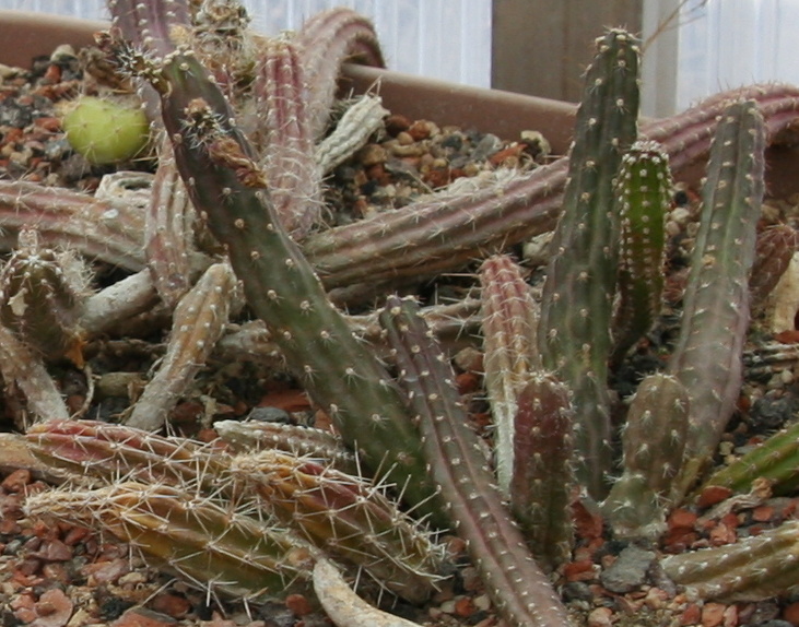 Austrocactus spiniflorus: Austrocactus spiniflorus