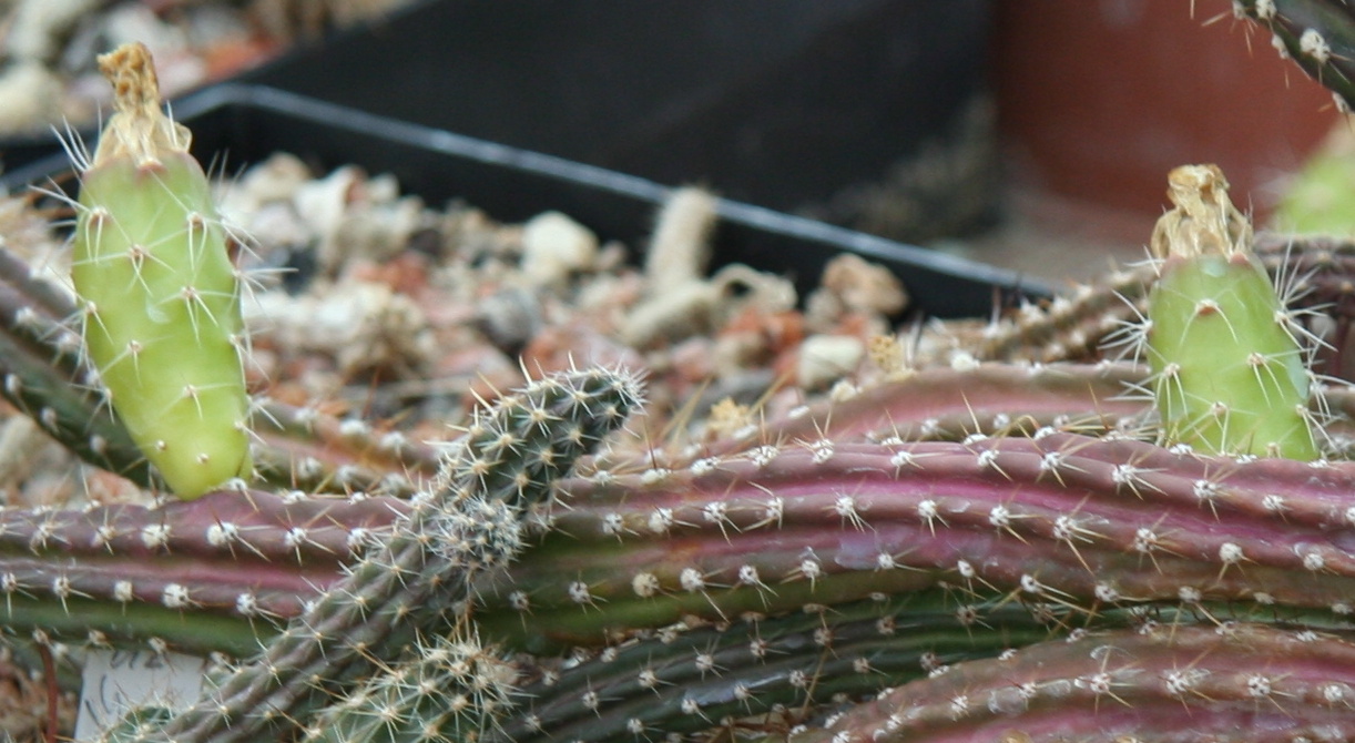 Austrocactus spiniflorus: Früchte an Austrocactus spiniflorus