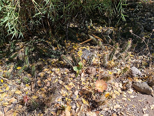 Austrocactus spiniflorus: Austrocactus spiniflorus in Chile