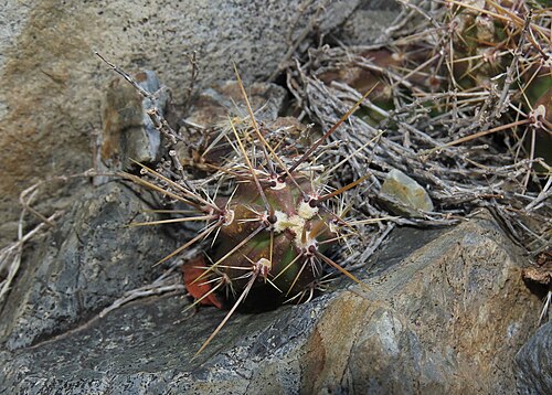 Austrocactus spiniflorus: Austrocactus spiniflorus in Chile