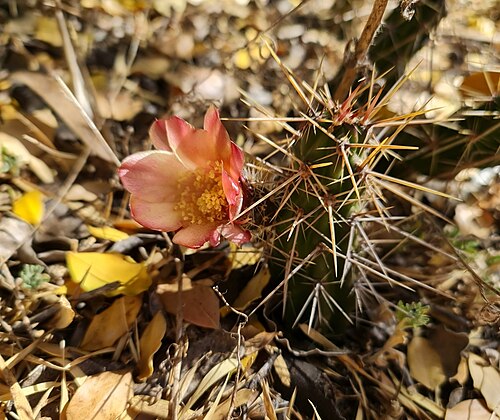Austrocactus spiniflorus: Austrocactus spiniflorus in Chile