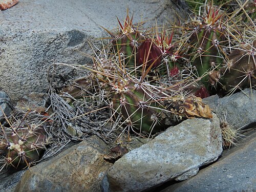 Austrocactus spiniflorus: Austrocactus spiniflorus in Chile