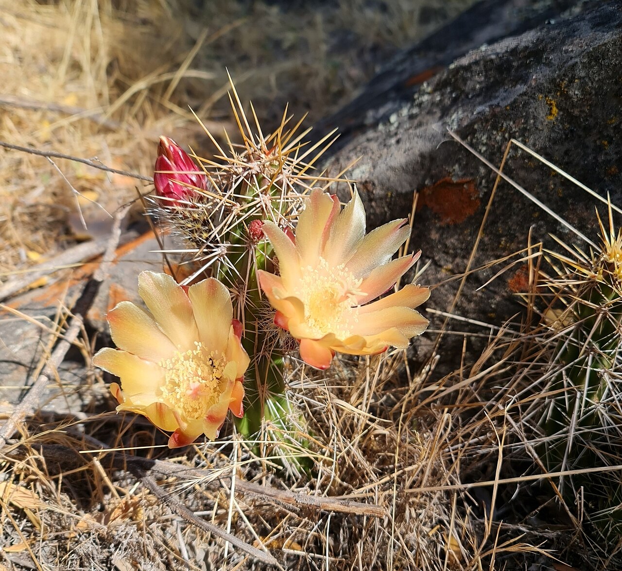 Austrocactus spiniflorus: Austrocactus spiniflorus in Chile