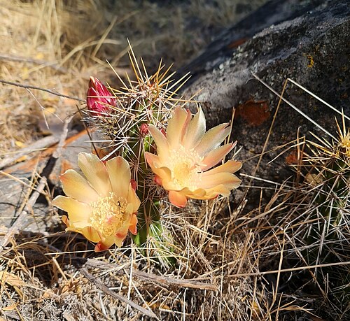 Austrocactus spiniflorus: Austrocactus spiniflorus in Chile