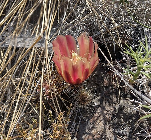 Austrocactus spiniflorus: Austrocactus spiniflorus in Chile