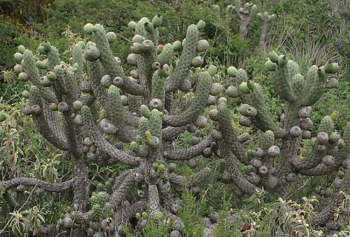 Austrocylindropuntia cylindrica: Cane Cactus ( Austrocylindropuntia cylindrica ) in Ecuador