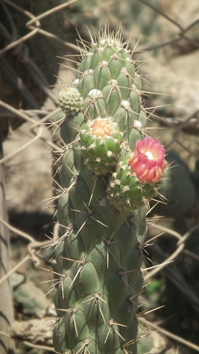 Austrocylindropuntia cylindrica (Austrocylindropuntia cylindrica)
