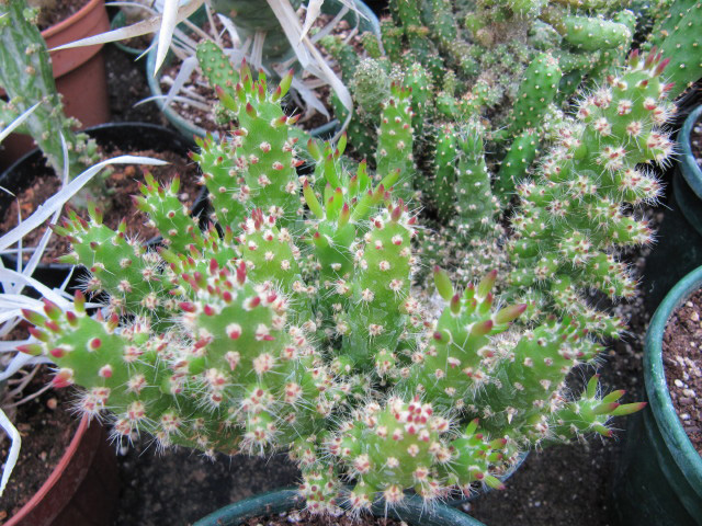Austrocylindropuntia cylindrica: Opuntia cylindrica