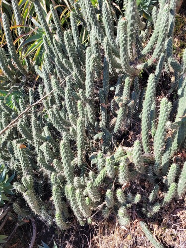 Austrocylindropuntia cylindrica (Austrocylindropuntia cylindrica)