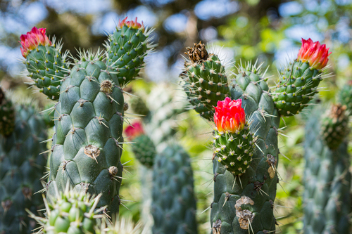 Austrocylindropuntia cylindrica (Austrocylindropuntia cylindrica)