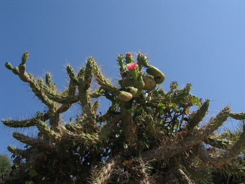 Austrocylindropuntia cylindrica (Austrocylindropuntia cylindrica)