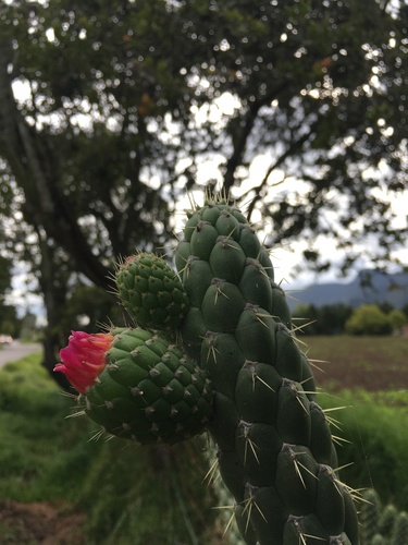 Austrocylindropuntia cylindrica (Austrocylindropuntia cylindrica)