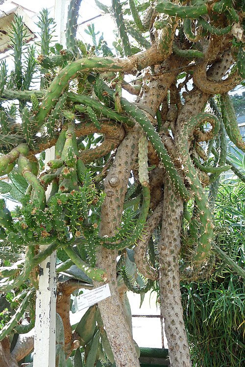 Austrocylindropuntia cylindrica: Austrocylindropuntia cylindrica , Palm House in Lubiechów