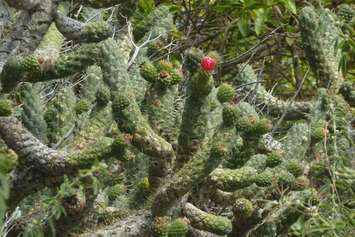 Austrocylindropuntia cylindrica (Austrocylindropuntia cylindrica)