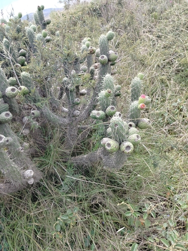 Austrocylindropuntia cylindrica (Austrocylindropuntia cylindrica)