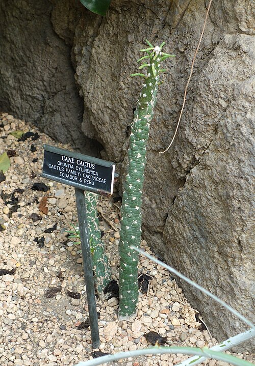 Austrocylindropuntia cylindrica: Botanical specimen in the Brooklyn Botanic Garden, Brooklyn, New York, USA.