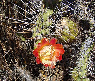 Austrocylindropuntia exaltata: A close view of the flower, from near the Peruvian village of Ocros.