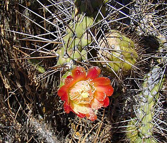 Austrocylindropuntia exaltata: A close view of the flower, from near the Peruvian village of Ocros. In context at www.dixpix.ca/sth_cordillera/flora/cacti_big/index.html