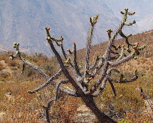 Austrocylindropuntia exaltata: At altitude in the Cordillera Negra of Peru. In context at www.dixpix.ca/sth_cordillera/flora/cacti_big/index.html