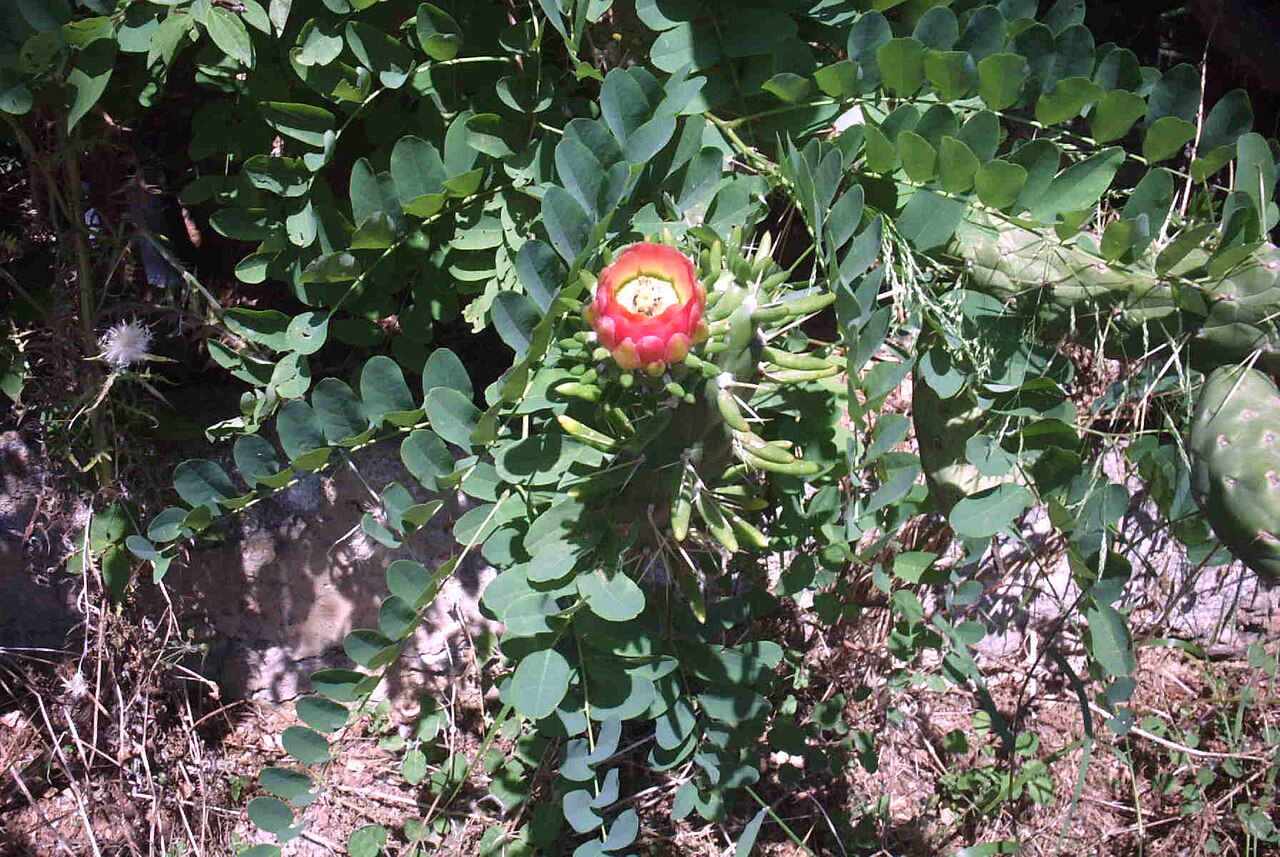 Austrocylindropuntia exaltata: Sicily - Italy