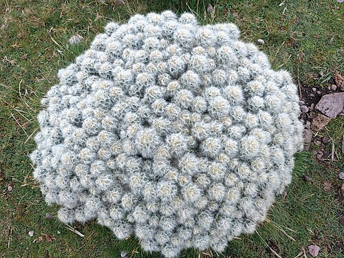 Austrocylindropuntia floccosa: Waraqu ( Austrocylindropuntia floccosa ) in Peru