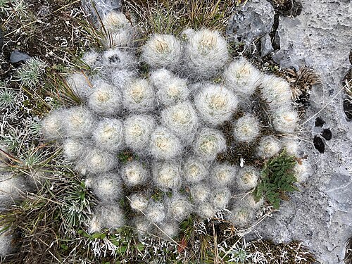 Austrocylindropuntia floccosa: Waraqu ( Austrocylindropuntia floccosa ) in Peru
