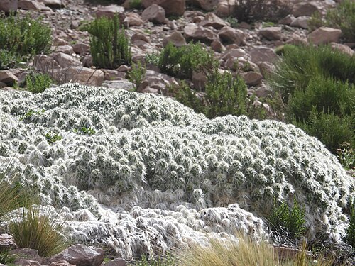 Austrocylindropuntia floccosa: Waraqu ( Austrocylindropuntia floccosa ) in Peru