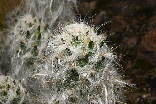 Austrocylindropuntia floccosa: Waraqu ( Austrocylindropuntia floccosa ) in Peru