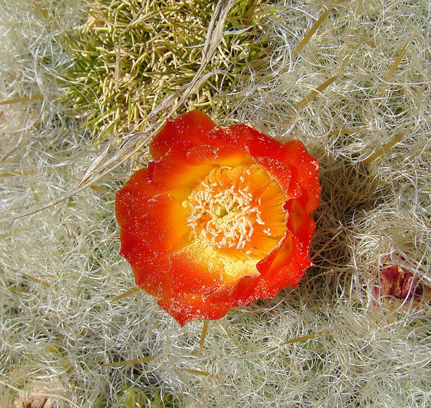 Austrocylindropuntia floccosa: A close view of a flower from the Peruvian mat cactus. In context at www.dixpix.ca/sth_cordillera/flora/cacti_small/index.html