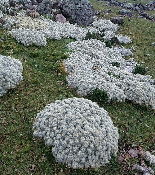 Austrocylindropuntia floccosa: Waraqu ( Austrocylindropuntia floccosa ) in Peru