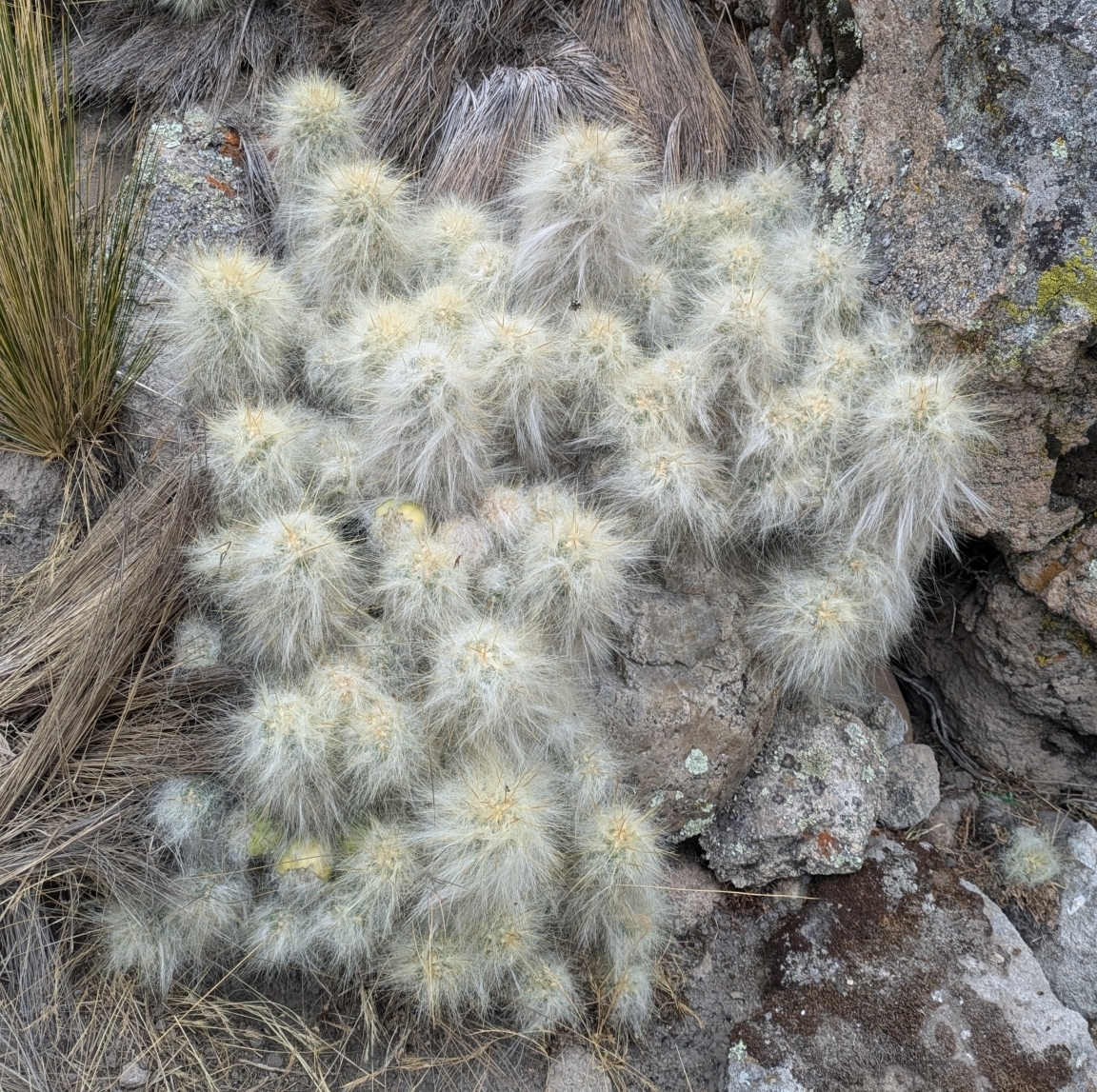 Austrocylindropuntia floccosa: Waraqu ( Austrocylindropuntia floccosa ) in Peru