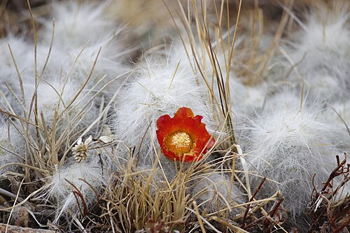 Austrocylindropuntia floccosa: Waraqu ( Austrocylindropuntia floccosa ) in Peru