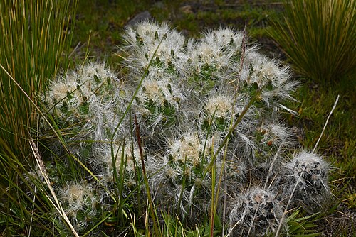 Austrocylindropuntia floccosa: Waraqu ( Austrocylindropuntia floccosa ) in Peru