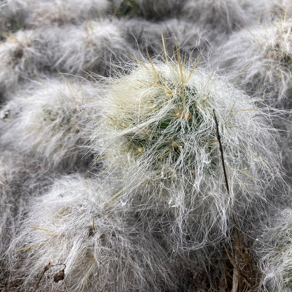 Austrocylindropuntia floccosa (Austrocylindropuntia floccosa)