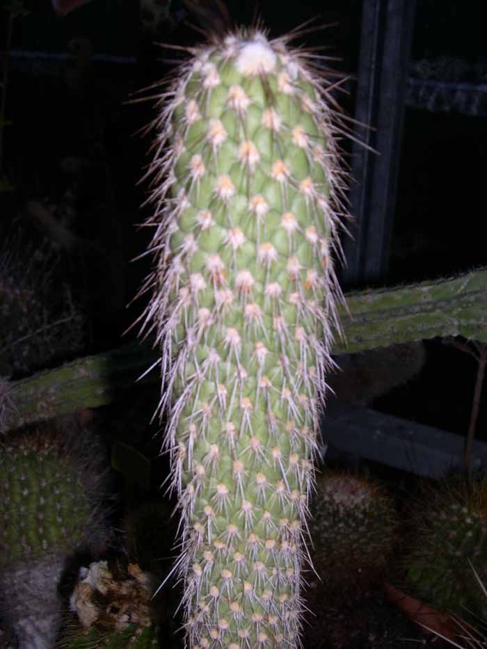 Austrocylindropuntia pachypus: Austrocylindropuntia pachypus