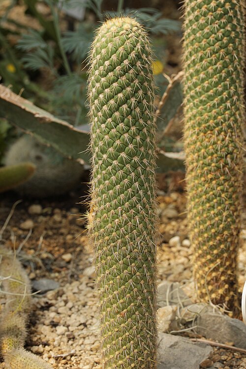 Austrocylindropuntia pachypus: Austrocylindropuntia pachypus