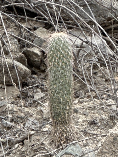 Austrocylindropuntia pachypus (Austrocylindropuntia pachypus)